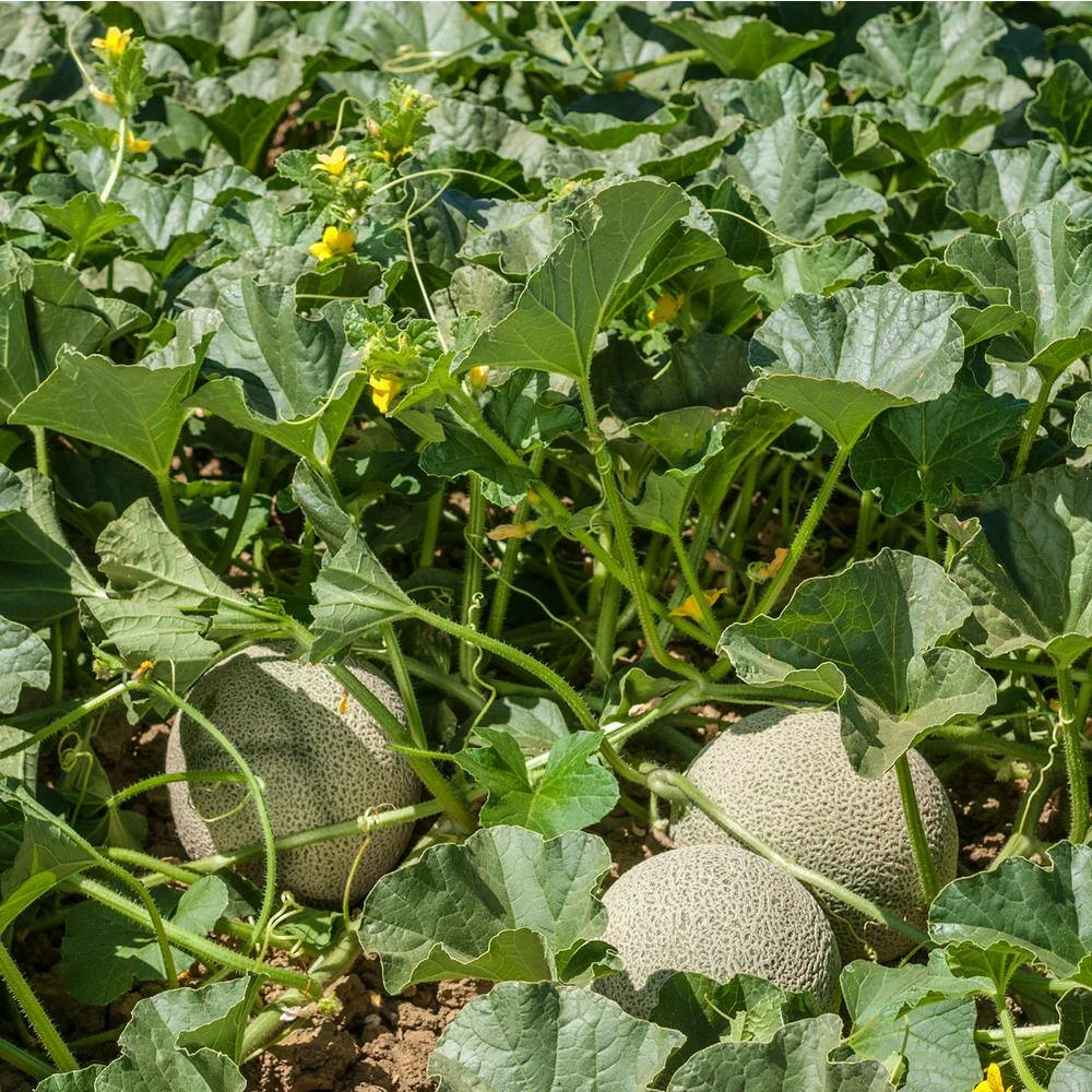 Gurney's Cantaloupe Ambrosia Hybrid (20 Seed Packet) - Image 3