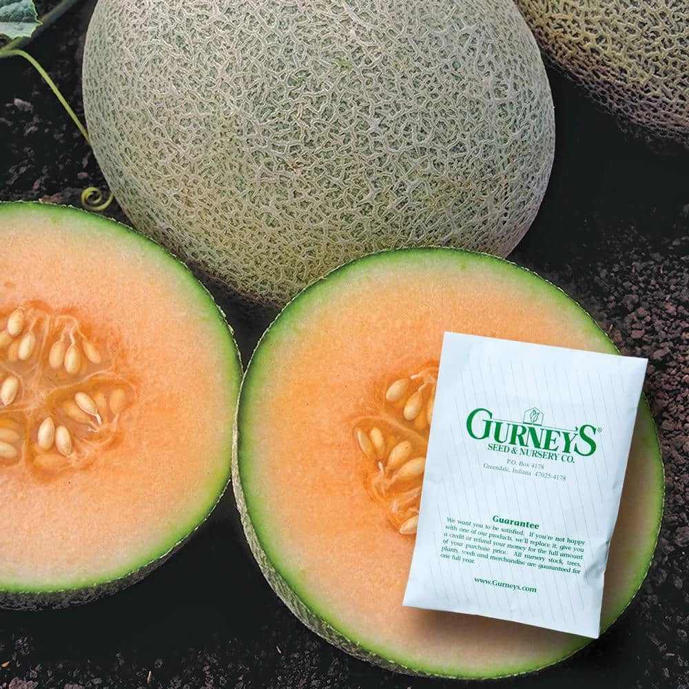 Gurney's Cantaloupe Ambrosia Hybrid (20 Seed Packet)