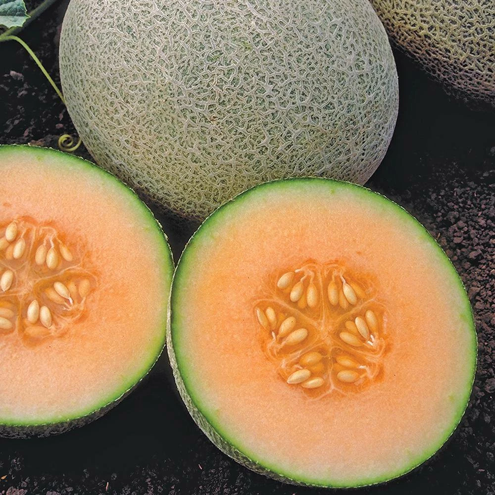 Gurney's Cantaloupe Ambrosia Hybrid (20 Seed Packet) - Image 2