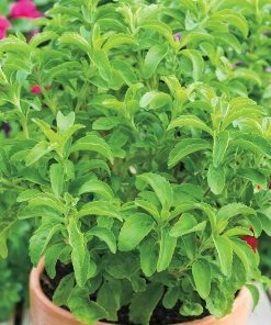 Gurney's Stevia Sweet Leaf Candy (25 Seed Packet)