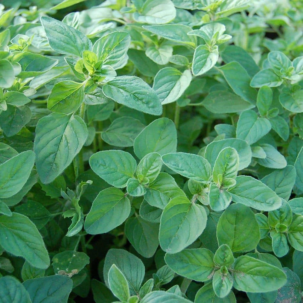 Gurney's Herb Oregano (250 Seed Packet)