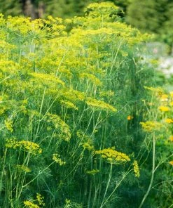 Gurney's Herb Mammoth Dill (300 Seed Packet)