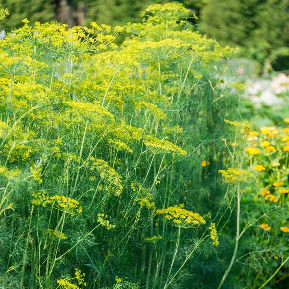 Gurney's Herb Mammoth Dill (300 Seed Packet)