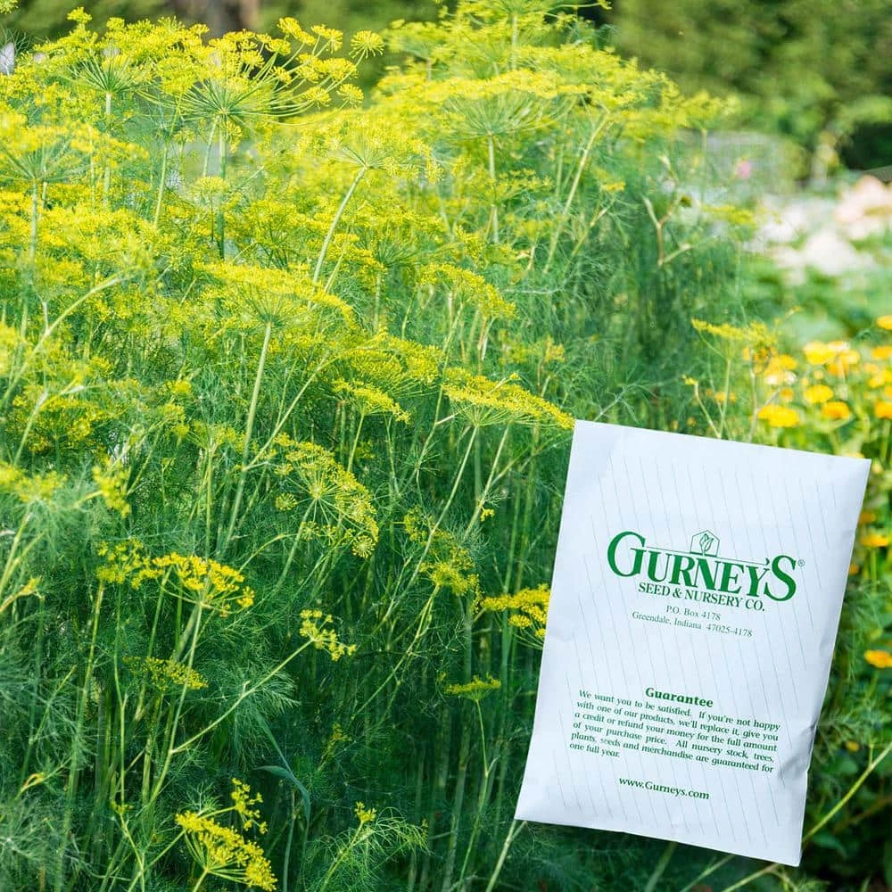 Gurney's Herb Mammoth Dill (300 Seed Packet) - Image 2