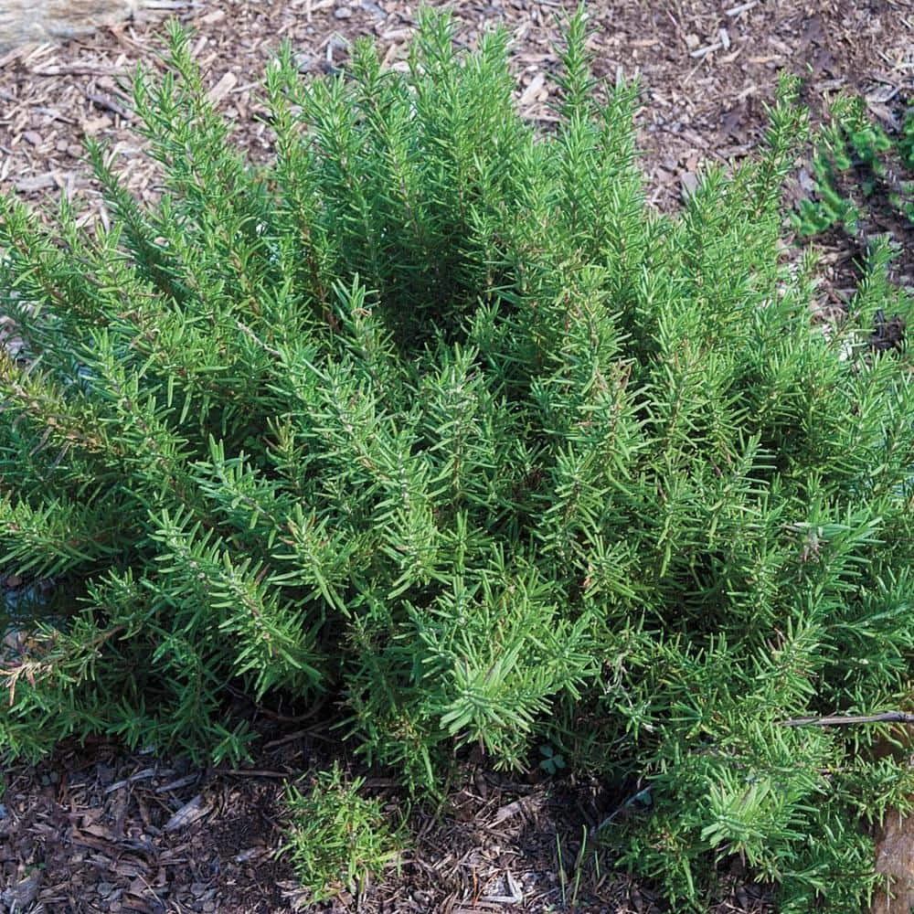 Gurney's Herb Rosemary (100 Seed Packet) - Image 3