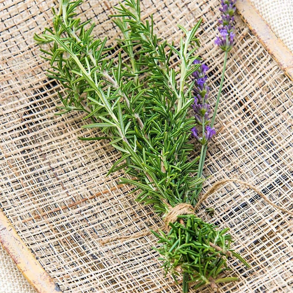 Gurney's Herb Rosemary (100 Seed Packet) - Image 2