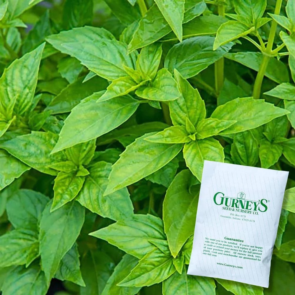 Gurney's Herb Sweet Basil (150 Seed Packet)