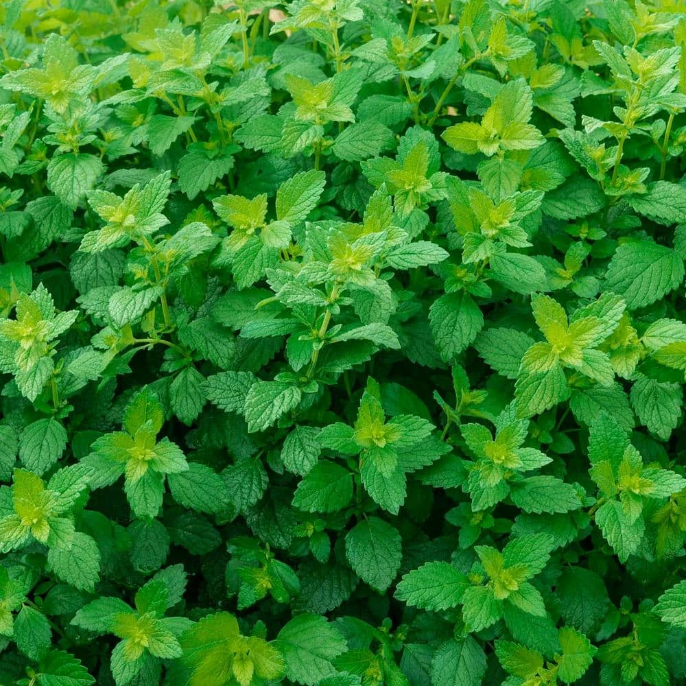 Gurney's Herb Lemon Balm (250 Seed Packet)