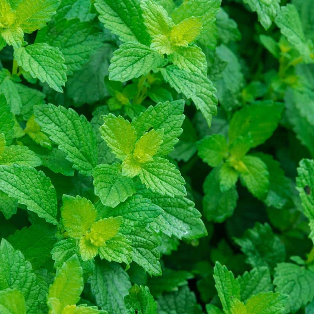 Gurney's Herb Lemon Balm (250 Seed Packet) - Image 2