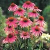 Gurney's Herb Echinacea (100 Seed Packet)