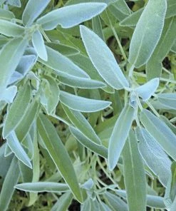 Gurney's Herb Sage (100 Seed Packet)