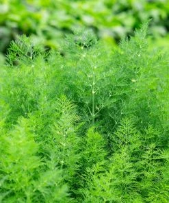 Gurney's Herb Dill Delight (200 Seed Packet)