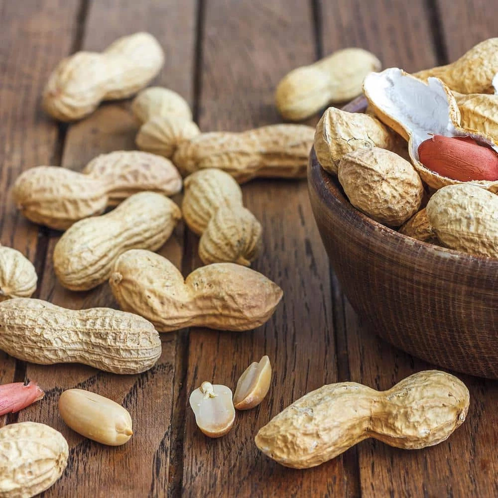 Gurney's Seed Peanuts Bailey Virginia (1 lb. Pack)