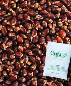 Gurney's Popcorn Mauveless Hybrid (150 Seed Packet)