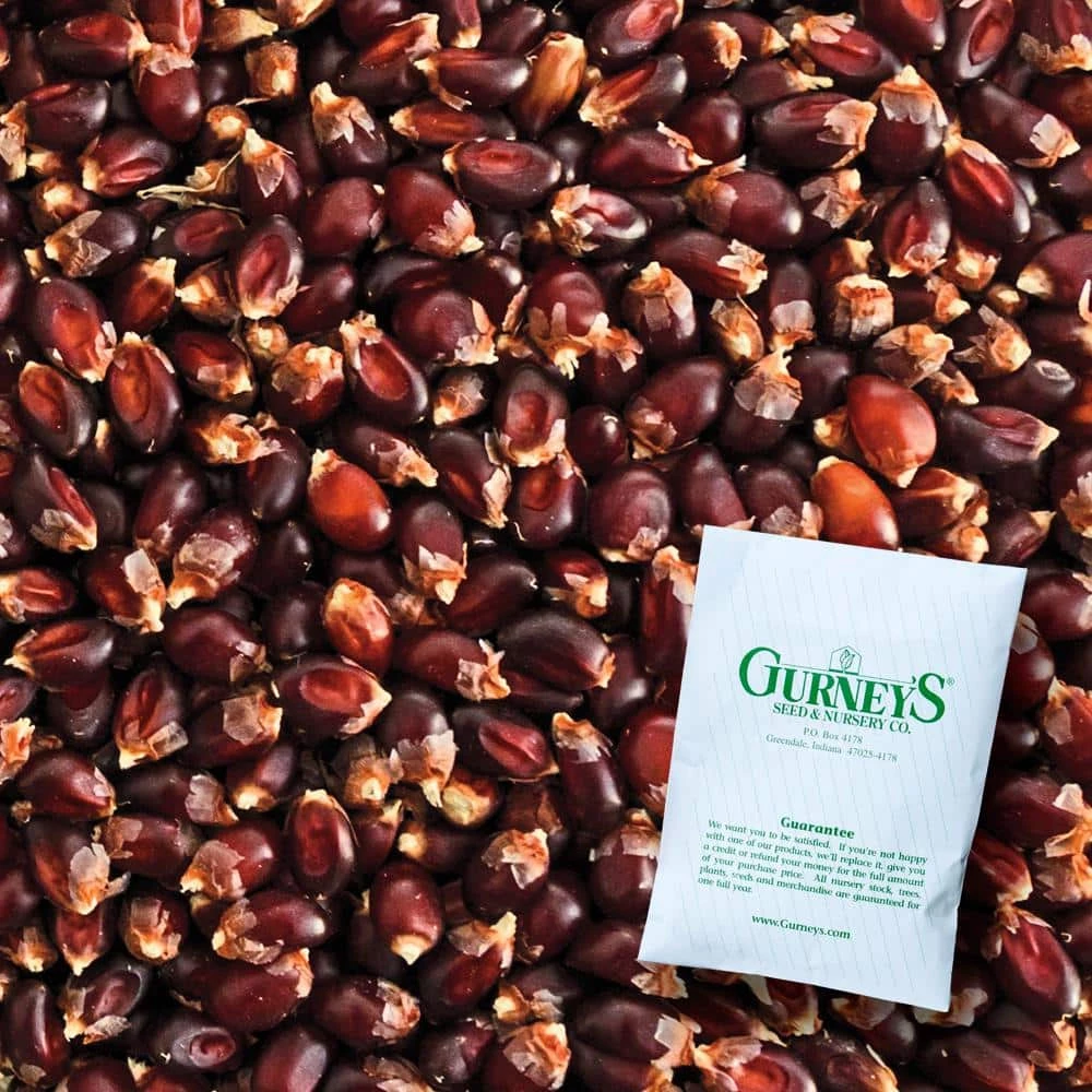 Gurney's Popcorn Mauveless Hybrid (150 Seed Packet)