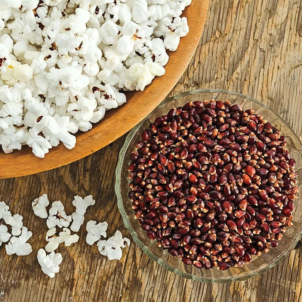 Gurney's Popcorn Mauveless Hybrid (150 Seed Packet) - Image 2