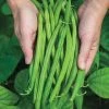 Gurney's Bush Bean Provider (0.50 lb. Seed Packet)