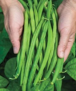 Gurney's Bush Bean Provider (0.50 lb. Seed Packet)