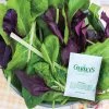 Gurney's Superfood Salad Mix Seed (100-Pack)