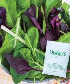 Gurney's Superfood Salad Mix Seed (100-Pack)