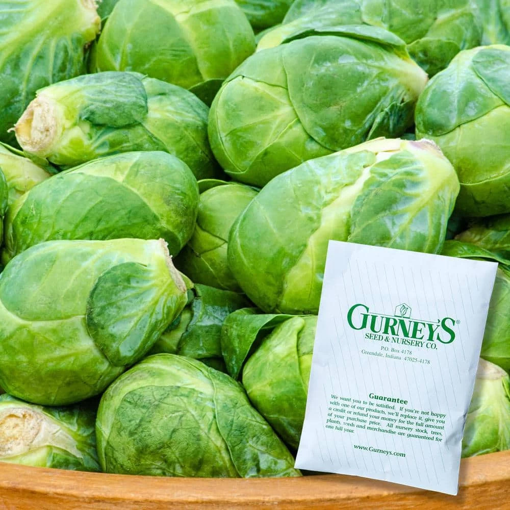 Gurney's Brussel Sprouts Churchill Hybrid (30 Seed Packet) - Image 3