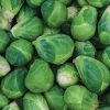 Gurney's Brussel Sprouts Churchill Hybrid (30 Seed Packet)