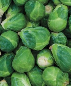 Gurney's Brussel Sprouts Churchill Hybrid (30 Seed Packet)