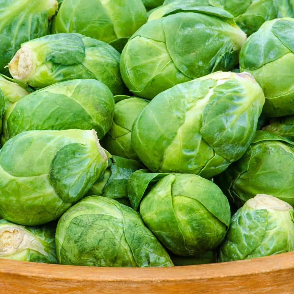 Gurney's Brussel Sprouts Churchill Hybrid (30 Seed Packet) - Image 2