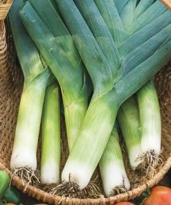Gurney's Leek Swiss Giant Zermatt (50-Seed Packet)