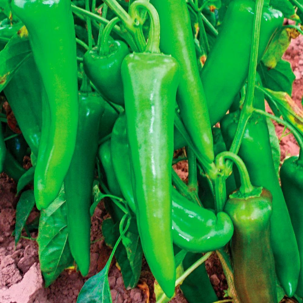 Gurney's Hot Pepper Anaheim 118 Hybrid Seed (15-Pack) - Image 2