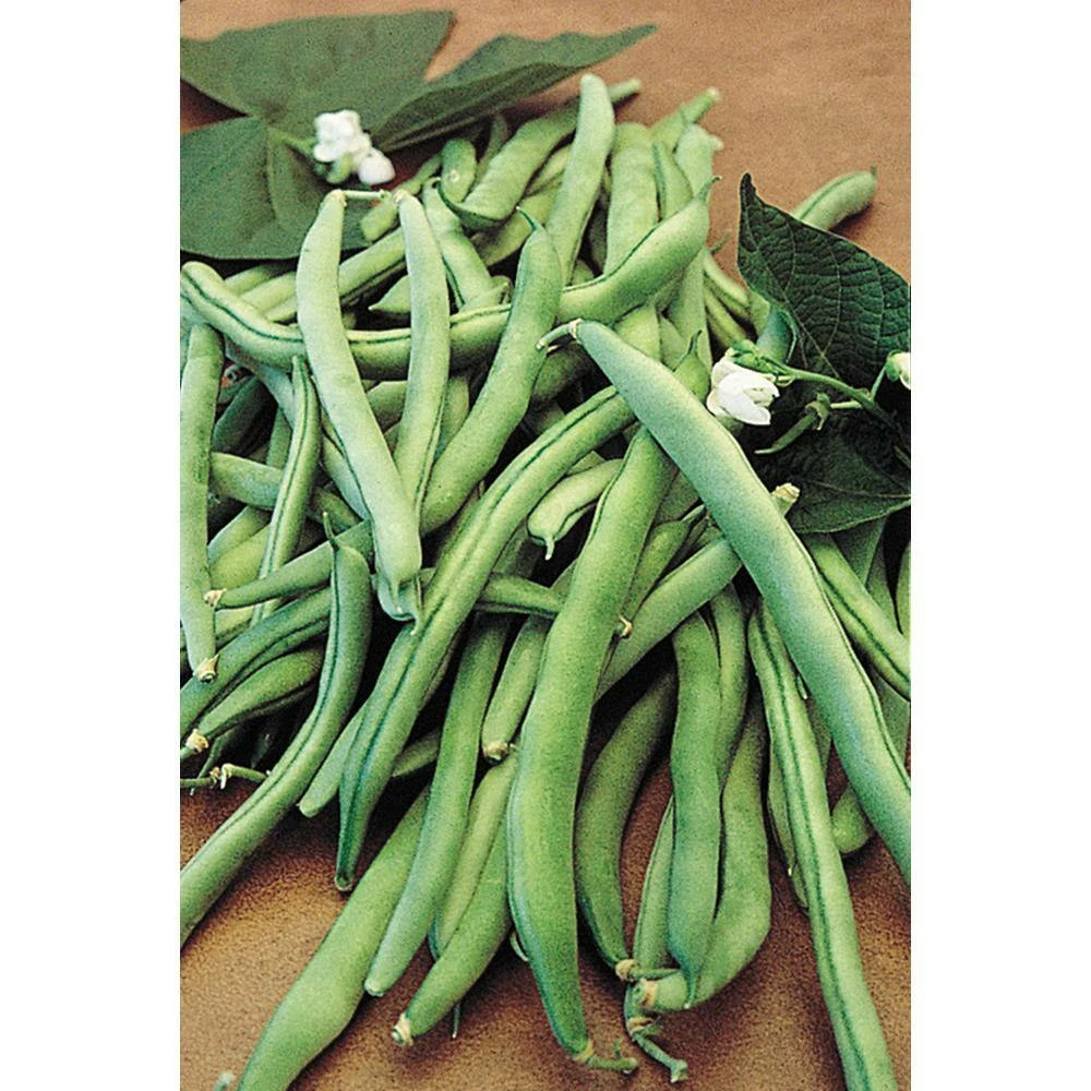 Gurney's 0.5 lb. Bush Bean Blue Lake 274 (Seed Packet) - Image 3