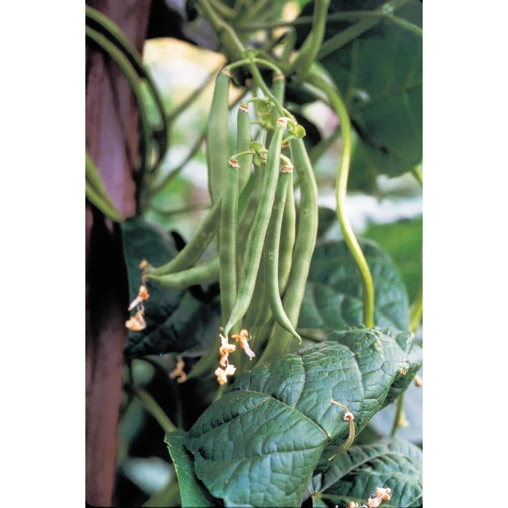 Gurney's 0.5 lb. Bush Bean Blue Lake 274 (Seed Packet) - Image 2