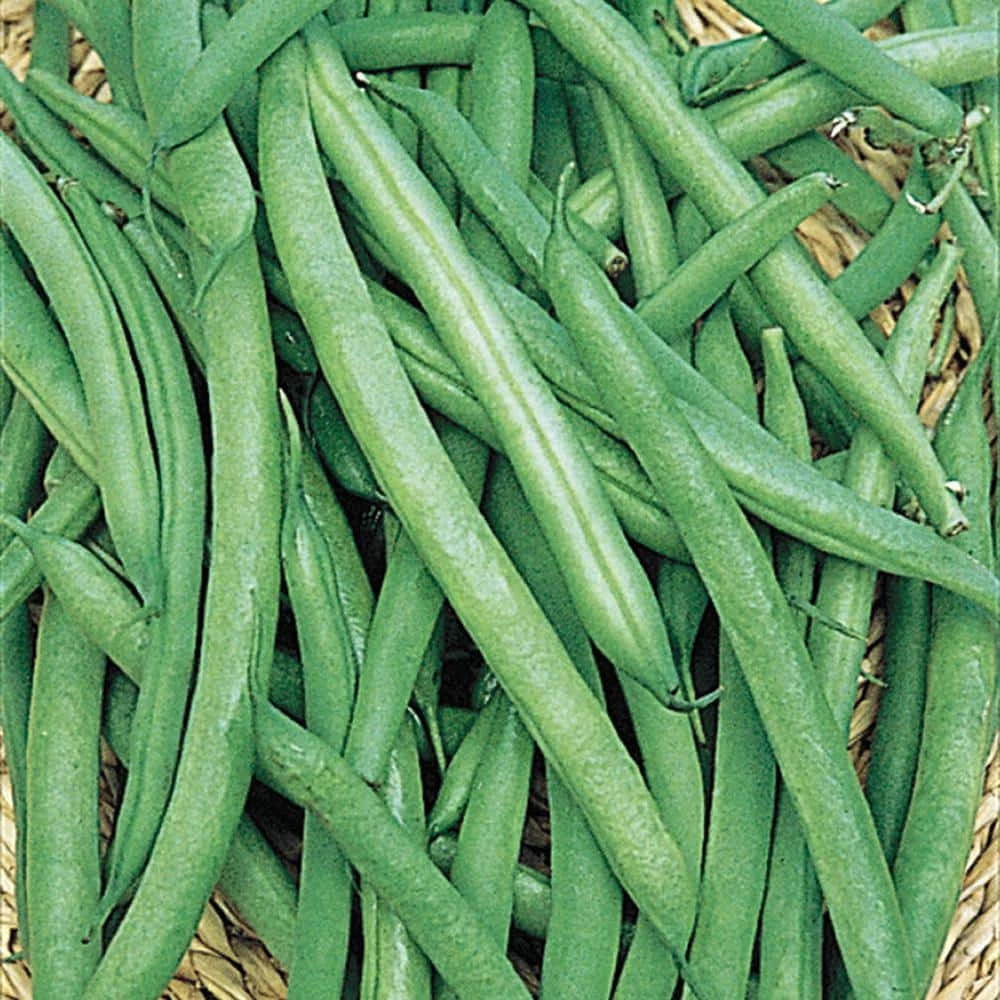 Gurney's 0.5 lb. Bush Bean Early Contender (Seed Packet) - Image 3