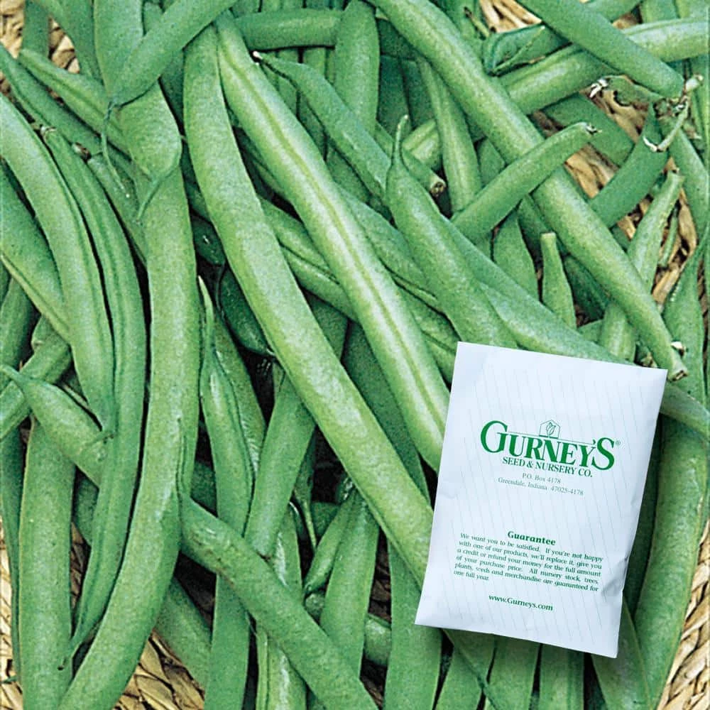 Gurney's 0.5 lb. Bush Bean Early Contender (Seed Packet)