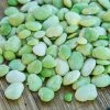 Gurney's Lima Bean Fordhook 242 (0.50 lb. Seed Packet)