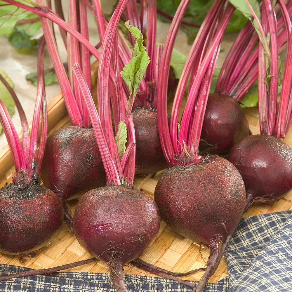 Gurney's 1 oz. Beet Ruby Queen (Seed Packet) - Image 2
