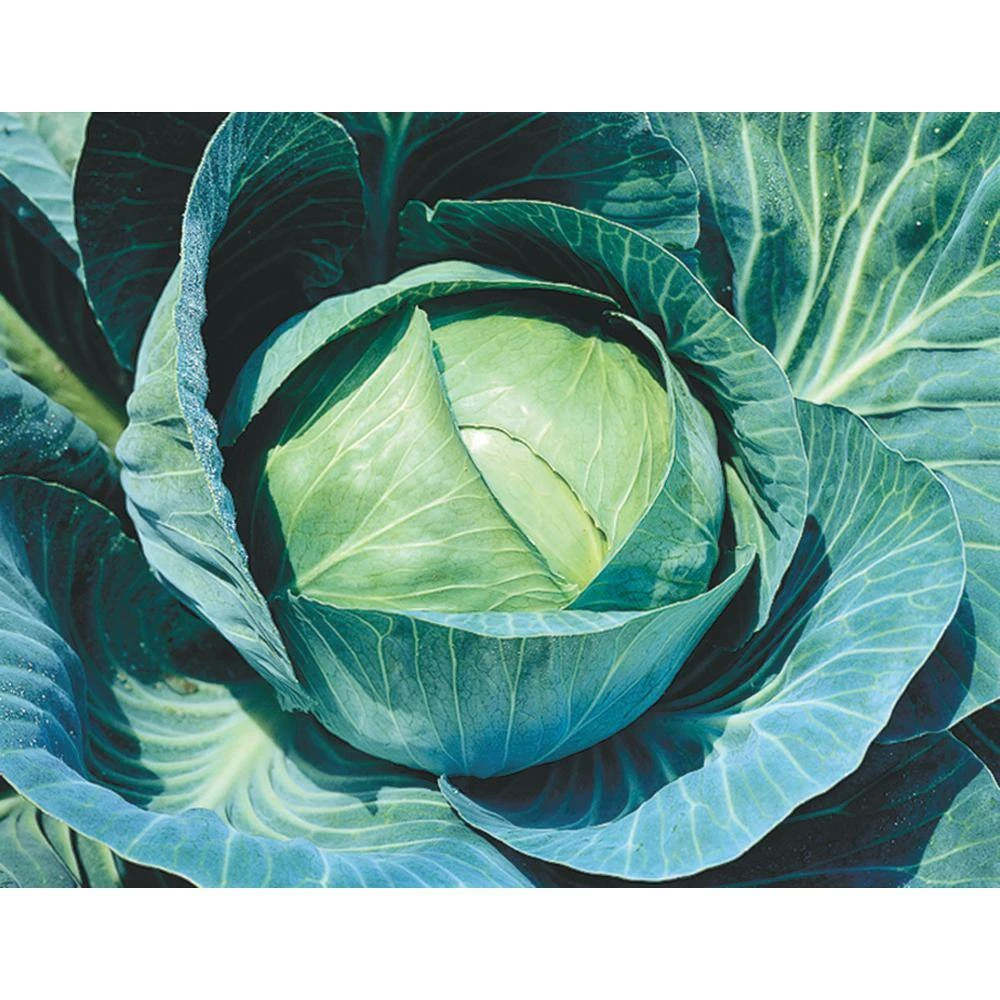 Gurney's Cabbage Stonehead Hybrid Seed (100-Pack) - Image 4