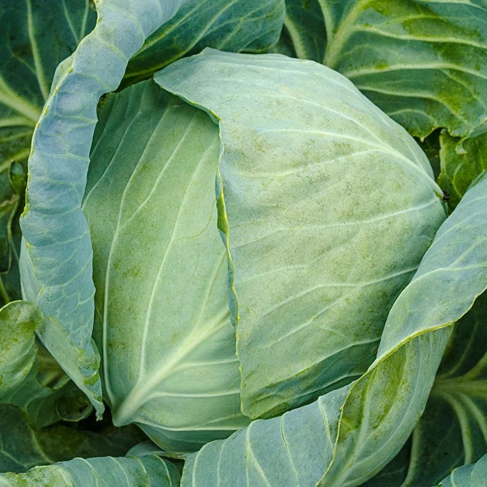Gurney's Cabbage Stonehead Hybrid Seed (100-Pack) - Image 3