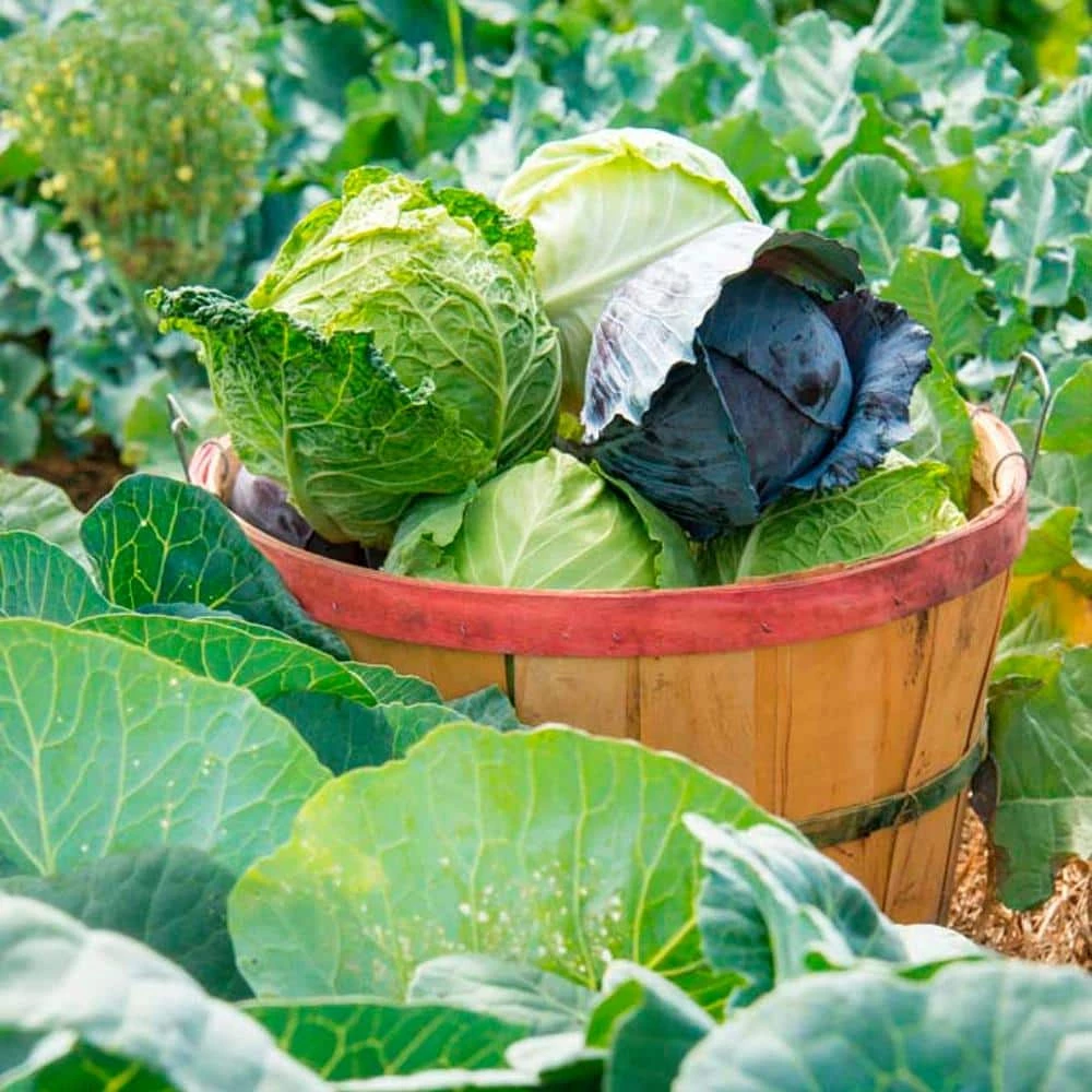 Gurney's Cabbage Stonehead Hybrid Seed (100-Pack) - Image 2