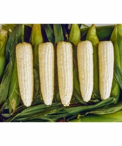 Gurney's Sweet Corn Silver Queen Hybrid (250 Seed Packet)
