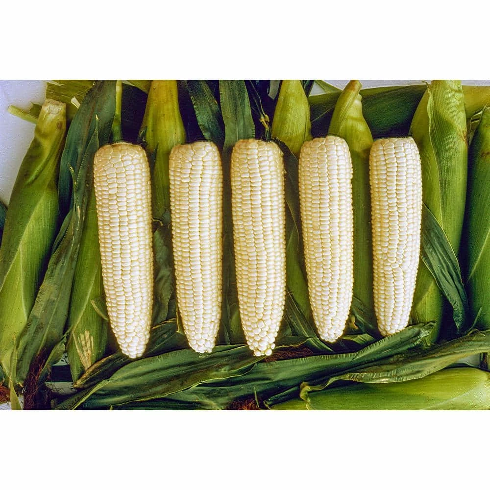 Gurney's 0.50 lb. Sweet Corn Silver Queen Hybrid (Seed Packet)