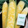 Gurney's Sweet Corn Honey and Cream Hybrid (250 Seed Packet)