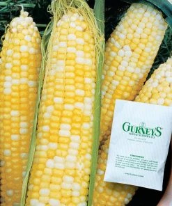 Gurney's Sweet Corn Honey and Cream Hybrid (250 Seed Packet)