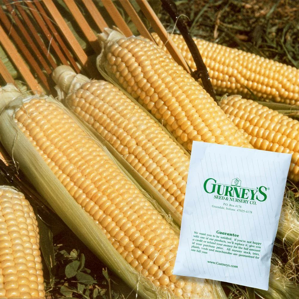 Gurney's Sweet Corn Kandy Korn Hybrid (250 Seed Packet) - Image 3