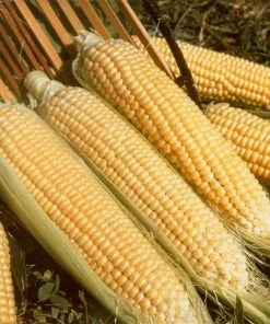 Gurney's Sweet Corn Kandy Korn Hybrid (250 Seed Packet)