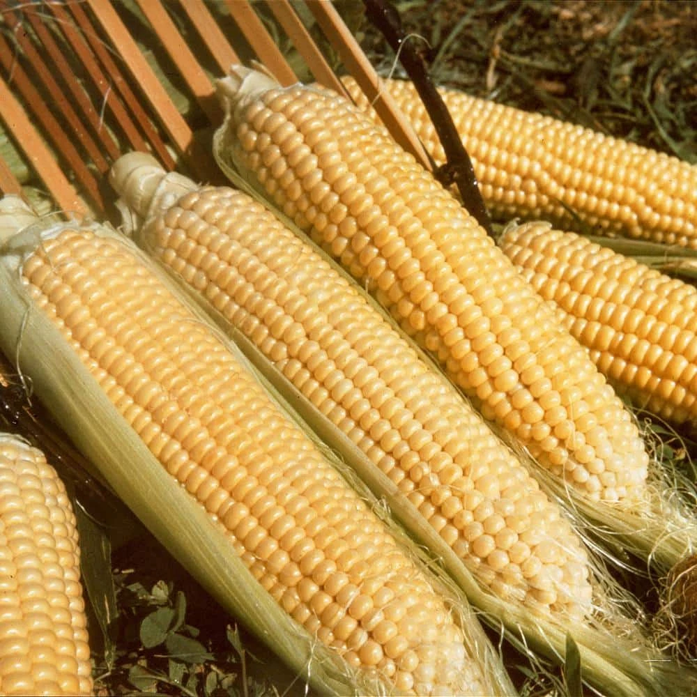 Gurney's Sweet Corn Kandy Korn Hybrid (250 Seed Packet)