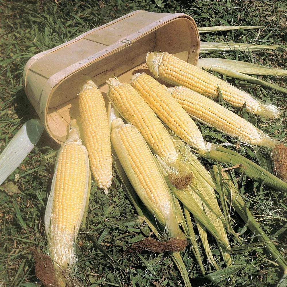 Gurney's Sweet Corn Kandy Korn Hybrid (250 Seed Packet) - Image 2