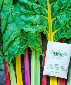 Gurney's Chard Bright Lights (50 Seed Packet)