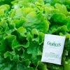 Gurney's Lettuce Leaf Green Ice (750 Seed Packet)