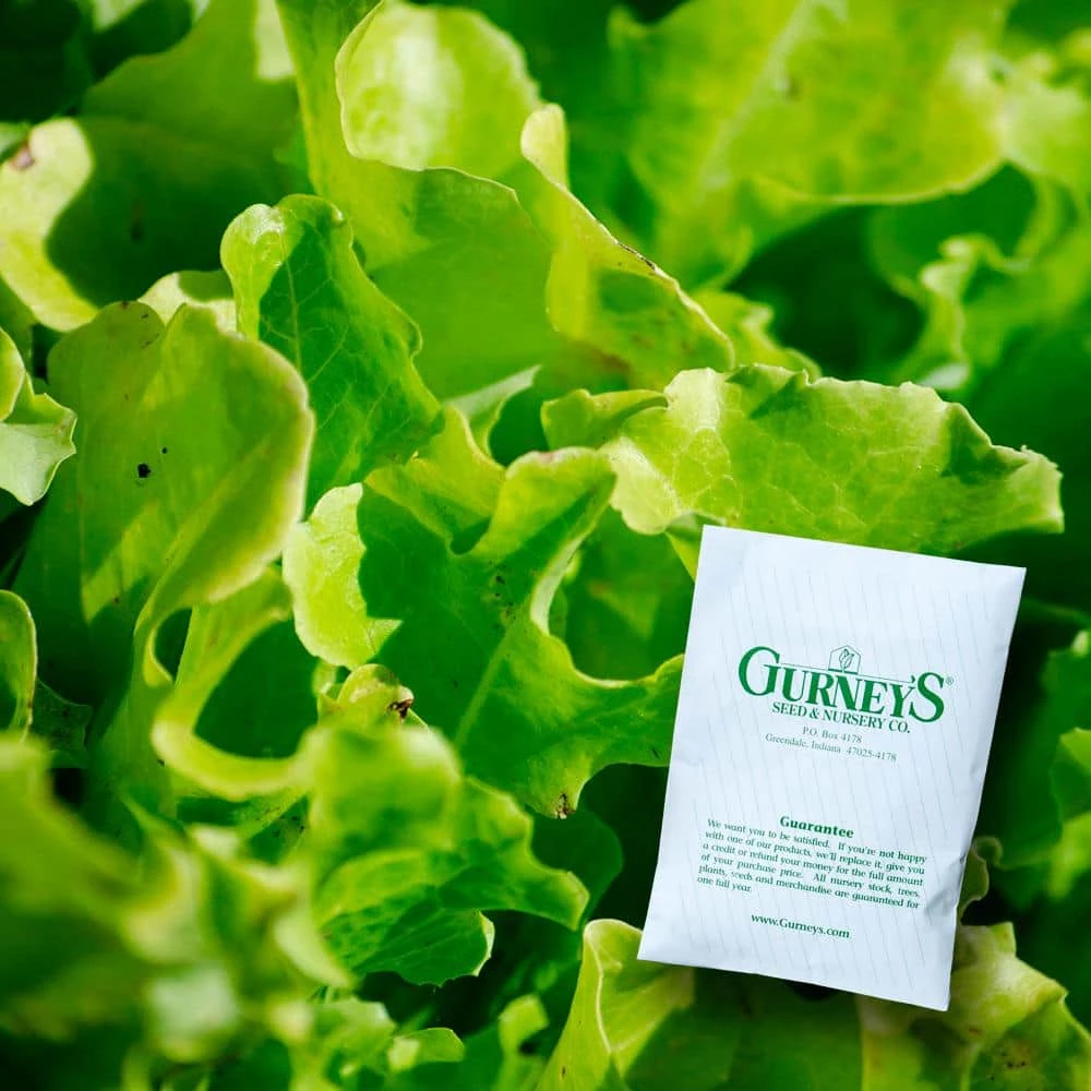 Gurney's Lettuce Leaf Salad Bowl (1,000 Seed Packet)